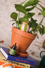 Charger l'image dans la galerie, olla-raye-vert-lilas-pepin