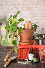 Charger l'image dans la galerie, olla-raye-orange-bleu-pepin