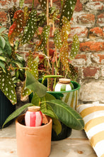 Charger l'image dans la galerie, trio-ollas-rayees-pepin-diffuseur-eau-naturelle