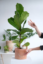 Charger l'image dans la galerie, olla-hydratante-pepin-ecologique